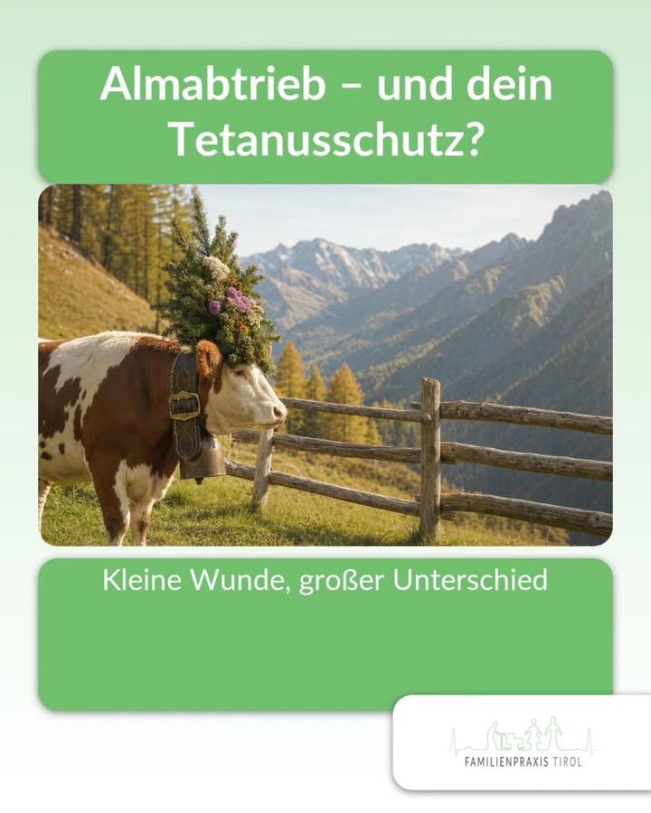«Desplazamiento de los rebaños desde los pastos alpinos: ¿y tu protección contra el tétanos?» reza en letras blancas sobre una franja verde en el borde superior. Debajo, una foto: una vaca manchada de marrón y blanco, con un gran cencerro colgado de un collar de cuero adornado y un tocado de ramas de abeto, flores y bayas, se encuentra en un prado alpino junto a una vieja valla de madera. Al fondo, alerces amarillos otoñales, laderas boscosas y cimas nevadas. Debajo de la foto, en otro recuadro verde, aparece la frase «Una pequeña herida, una gran diferencia». En la esquina inferior derecha, en un recuadro blanco, se ve el logotipo de la Familienpraxis Tirol con un dibujo de trazo de montañas, personas y un perro.